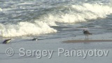 Video of Sanderling - Sanderling near to the coast line